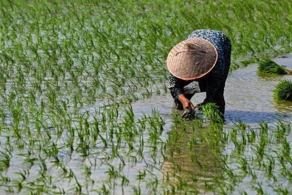 توقعات استمرار ظاهرة إلـ" نينيو" الى تراجع إنتاج الأرز بآسيا للنصف الأول من 2024