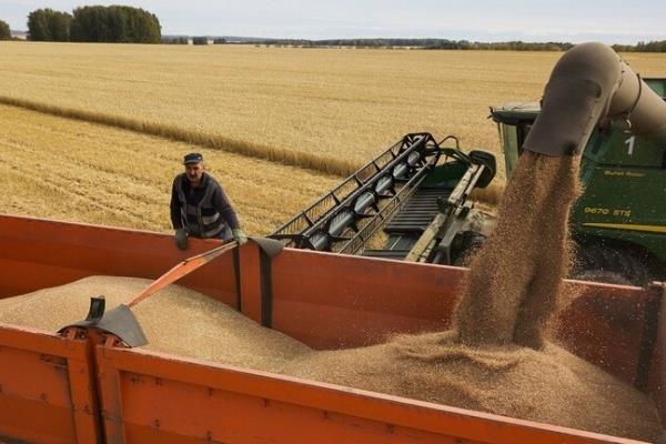 قلق التجار بشأن الإمدادات العالمية بارتفع أسعار القمح 4%