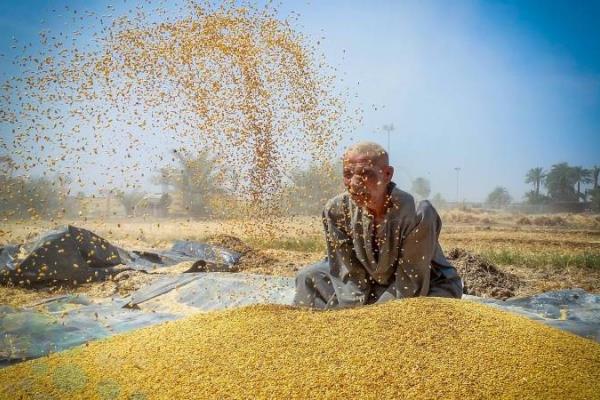 مصر : مساحة الأراضي المزروعة وحجم الاستيراد من القمح الروسي  يناير ـ أغسطس 2020