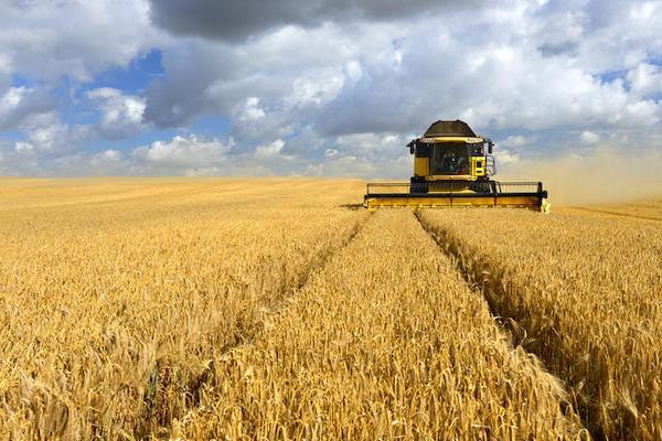 مصر : 3 ملايين طن خطة لزيادة الإنتاج المحلي من القمح خلال 3 سنوات