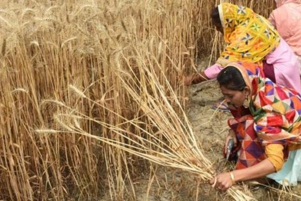 "بلومبيرج" : قرار الهند بوقف صادرات القمح يلقي الضوء على مخاوفها لحدوث تضخم مرتفع