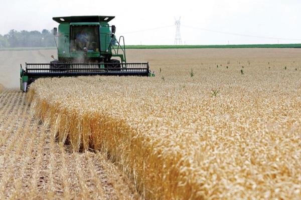 القمح يرتفع الى 40 % خلال 3 أشهر بعد قرار الهند بحظر تصديره